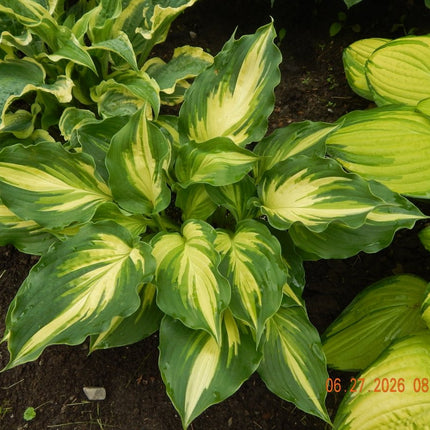 Hosta 'Lakeside Paisley Print' displayed in a garden setting and showing off it's   ruffled  leaves and stunning variegation.                                    