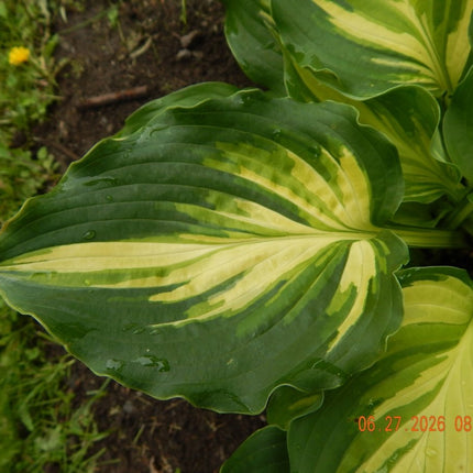 A close-up of the variegation on a leaf of Hosta 'Lakeside Paisley Print'.