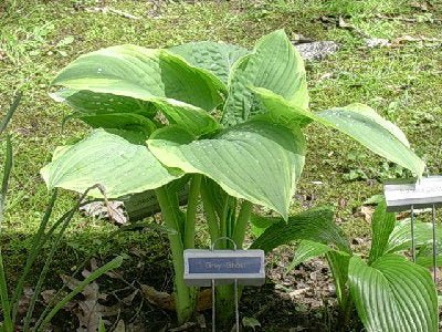 "Hosta 'Lakeside Rhapsody' showcasing it's vase-shaped form and blue-green leaves and creamy white margin."
