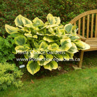 A mature Hosta 'Liberty' with blue-green centre and creamy-white margins, sitting next to a wooden bench in a garden setting.