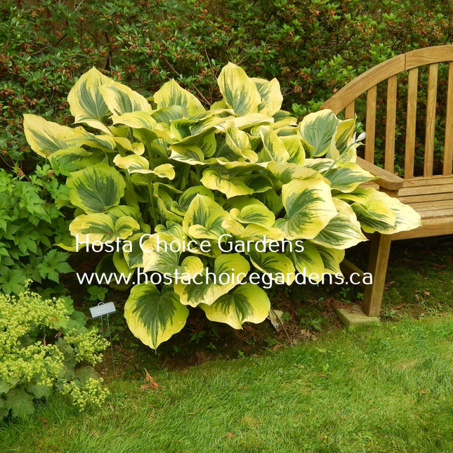 A mature Hosta 'Liberty' with blue-green centre and creamy-white margins, sitting next to a wooden bench in a garden setting.