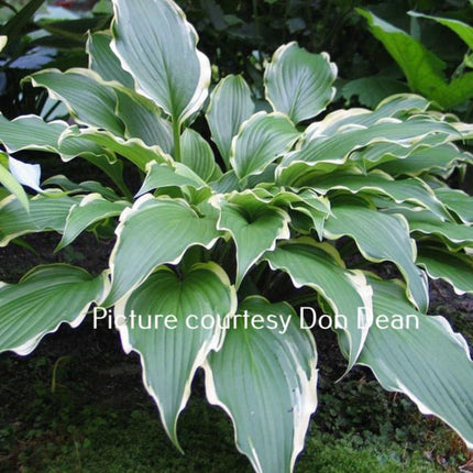 "Hosta 'Louie Louie' in a garden setting displaying dark green, ovate shaped leaves that  have a rippled near-white margin."