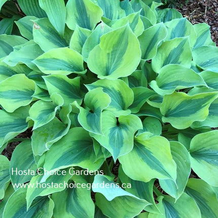 A close-up of H. 'Luna Moth' displaying heart-shaped leaves that feature a blue-green centre and chartreuse margin.
