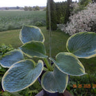 Hosta 'Maple Leaf' displayed in a pot   with a cream margin and frosty blue-green centre.