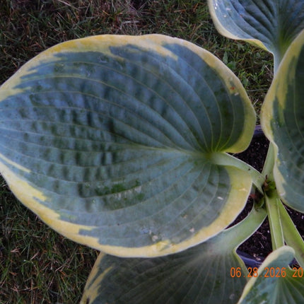 close-up of an individual leaf of Hosta 'Maple Leaf' displaying its leaf corrugation.
