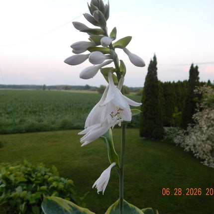 A scape on Hosta 'Maple Leaf'  showing a near-white bloom.
