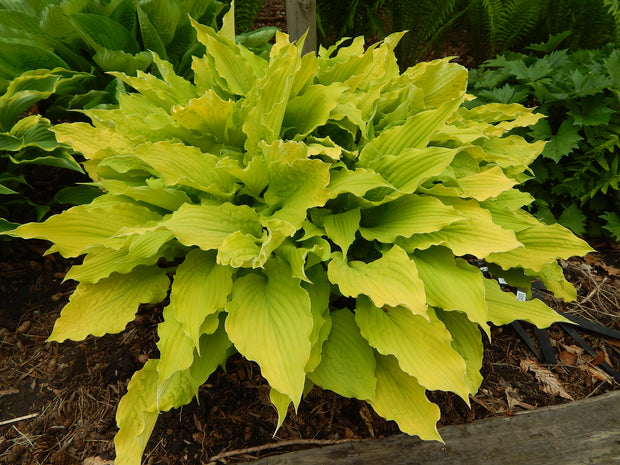 "Hosta 'Marrakech' with it's bright yellow to chartreuse leaves and wonderfully rippled edge."