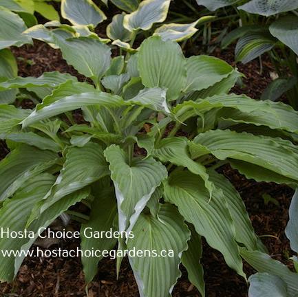 Hosta 'Miss American Pie' displaying it's wavy leaves and the wonderful glaucous coating on the leaf underside.