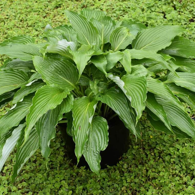A wonderful potted example of hosta 'Miss America Pie' emphasizing it's shiny dark  green lance-shaped leaves.