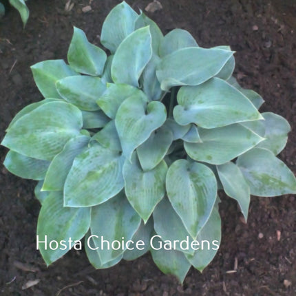 A photo of Hosta 'Morocco Blue' a medium-sized blue hosta plant with ovate leaves and a tight mound style.
