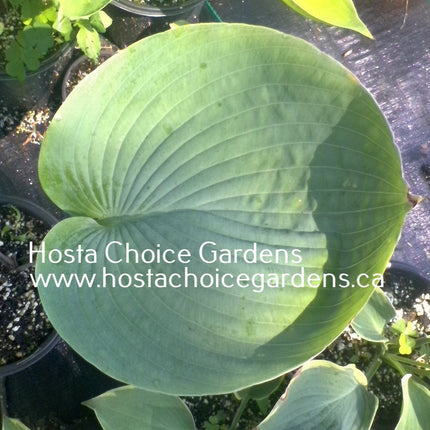 "Image of a mature leaf of Hosta 'Nancy Gill' displaying the large size of the leaf and almost round shape"