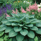 Hosta 'Nate the Great' beautifully displayed amongst other perennials.