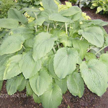 A mature clump of Hosta 'Niagara Falls' in a garden setting amongst smaller hosta varieties.