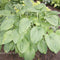 A mature clump of Hosta 'Niagara Falls' in a garden setting amongst smaller hosta varieties.