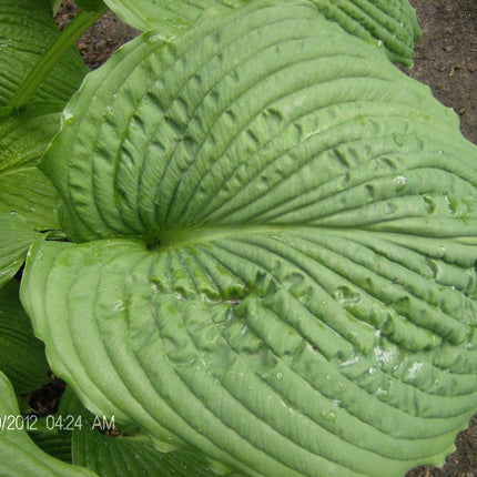 Close-up of a large green 'Niagara Falls hosta leaf with prominent veins and water droplets, with other leaves and dark soil visible in the background.