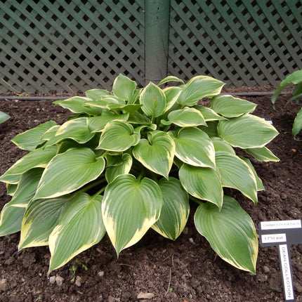Variegated hosta 'A Night at the Opera' with green leaves featuring creamy yellow edges, growing in dark soil with a green lattice fence in the background.
