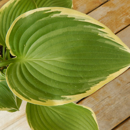 A close-up of the variegated leaf of hosta 'Night at the Opera' with large green and cream leaves.