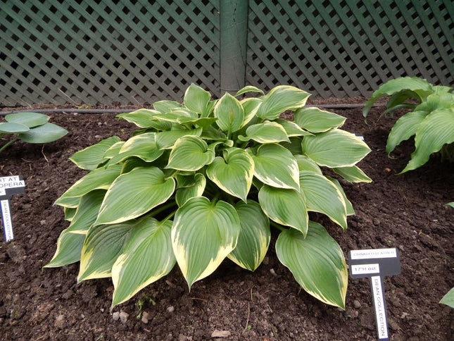 Hosta 'A Night at the Opera' with green leaves and creamy yellow edges, growing in dark soil with a green lattice fence in the background.