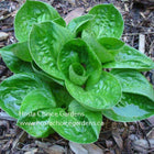 A close-up of Hosta 'Nippers' with round, puckered, dark green leaves sitting by itself in a bed of garden mulch.