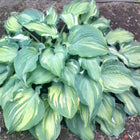 Picture of a relatively young clump of Hosta 'OHS Love in the Mist' displaying, even at a young age, it's excellent colouring and misting.