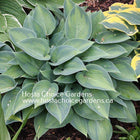A picture of Hosta 'Paradise Joyce' in the Springtime showing it's frosty blue margin and frosty green centre.