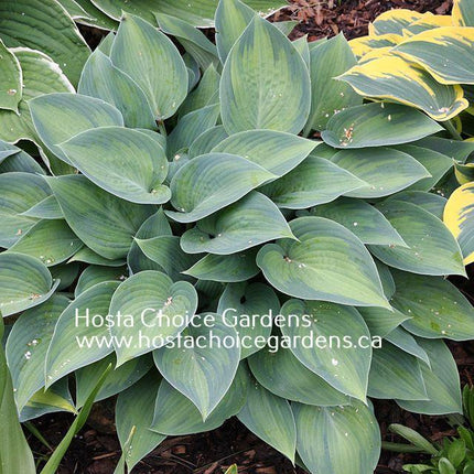 A picture of Hosta 'Paradise Joyce' in the Springtime showing it's frosty blue margin and frosty green centre.