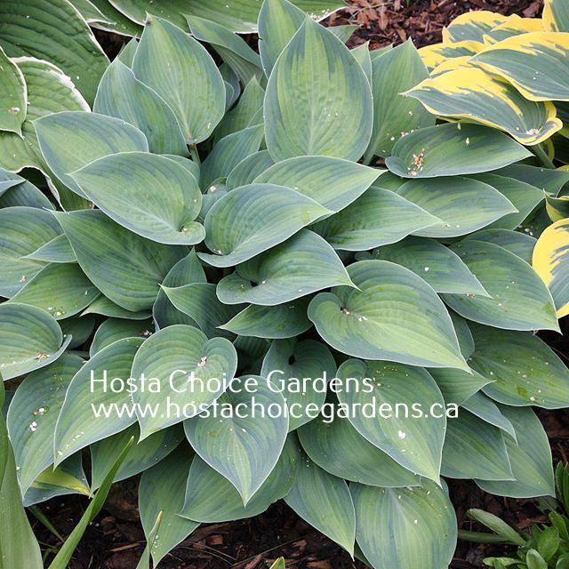 A picture of Hosta 'Paradise Joyce' in the Springtime showing it's frosty blue margin and frosty green centre.