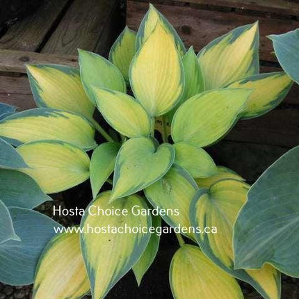 A pot of Hosta 'Paradise Joyce' showing it's Summer colouring of a frosty blue-green margin and yellow centre.