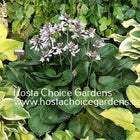 Hosta 'Paradise Restored' displaying it's saturated dark, almost black, colour which sets it apart from other hostas.