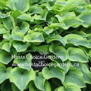 A clump of Hosta 'Patricia' display a variegation of a green centre and chartreuse margin.