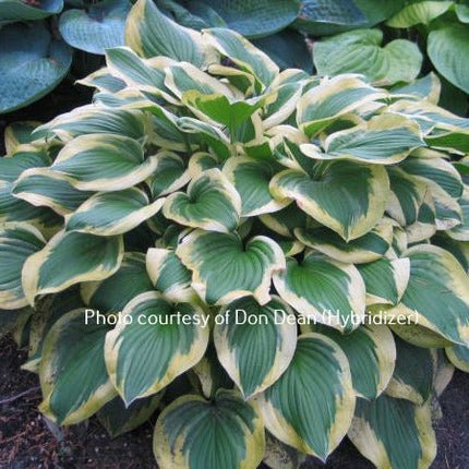 "Hosta 'Riviera Sunset' as a mature specimen with dark green foliage that is surrounded by an orange-gold uneven margin."