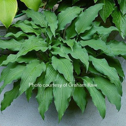 "Hosta 'Sahara Nights' showing off its stunning and unique bluish-green leaves with ruffled edges and a matt finish."