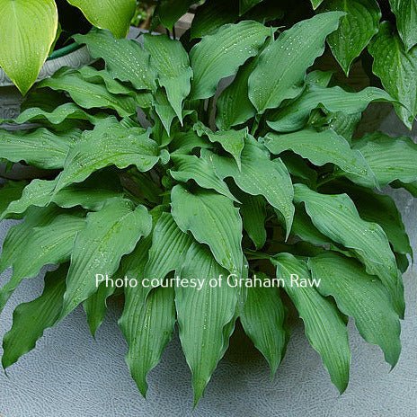 "Hosta 'Sahara Nights' showing off its stunning and unique bluish-green leaves with ruffled edges and a matt finish."