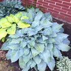 Hosta 'Sanctuary' exhibiting its heart-shaped, frosty-blue leaves with delightful, rippled margins.