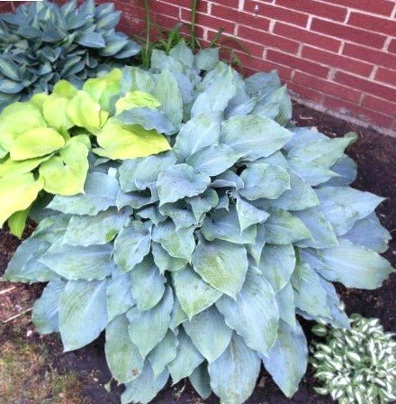 Hosta 'Sanctuary' exhibiting its heart-shaped, frosty-blue leaves with delightful, rippled margins.
