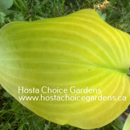 "A picture of an individual leaf of hosta 'School Bus' showing its bright late-season yellow colouring."