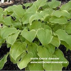 Hosta 'Sea Dream' in it's full summer glory with leaves that are gold in the centre and accented with an ivory white margin.