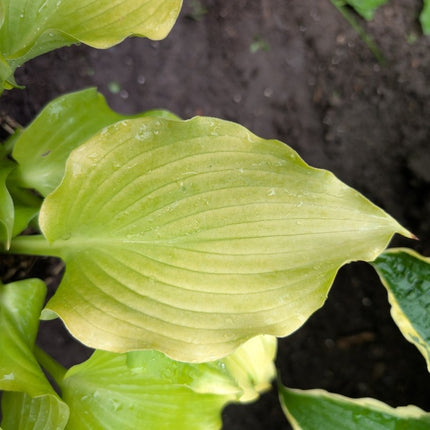 Hosta 'Sherlock' | Celery Green Lutescent Ruffled Twisted Tip Medium Hosta Dalton - Hosta Choice Gardens