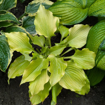 Hosta 'Sherlock' | Celery Green Lutescent Ruffled Twisted Tip Medium Hosta Dalton - Hosta Choice Gardens