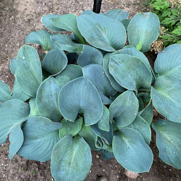 Hosta 'Silver Bullet' displayed  in a garden setting and showing off it's frosty blue leaves that are nearly round.