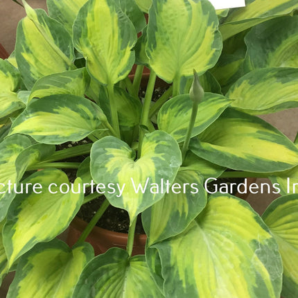 "A close-up of Hosta 'Sister Act' displaying its variegated leaves and tight mound form."