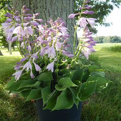 "A pot of Hosta 'Small World' beside a tree at the height of it's blooming period..a sight to behold!"