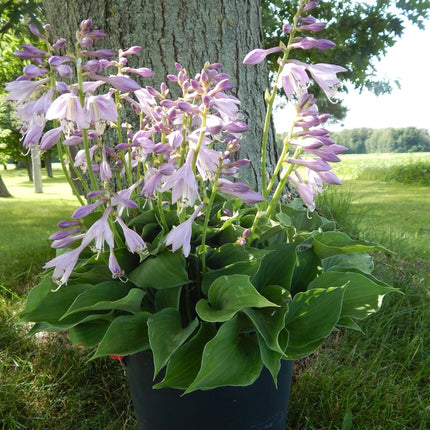 "A pot of Hosta 'Small World' beside a tree at the height of it's blooming period..a sight to behold!"