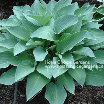 "Hosta 'Smoke Signals' in a garden setting displaying spear-shaped blue-green leaves."