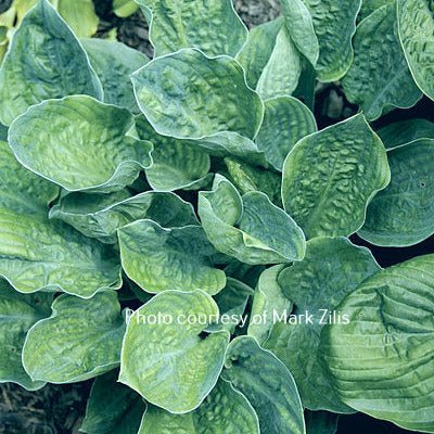 "Hosta 'Smokey Mountains' up close and displaying it's cupped blue-green leaves that are heavily corrugated."