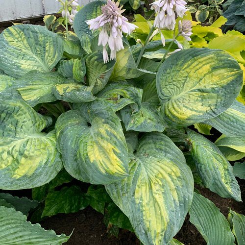 Hosta 'Sound of Music' with its wide blue-green margins and yellow centres in a garden setting.