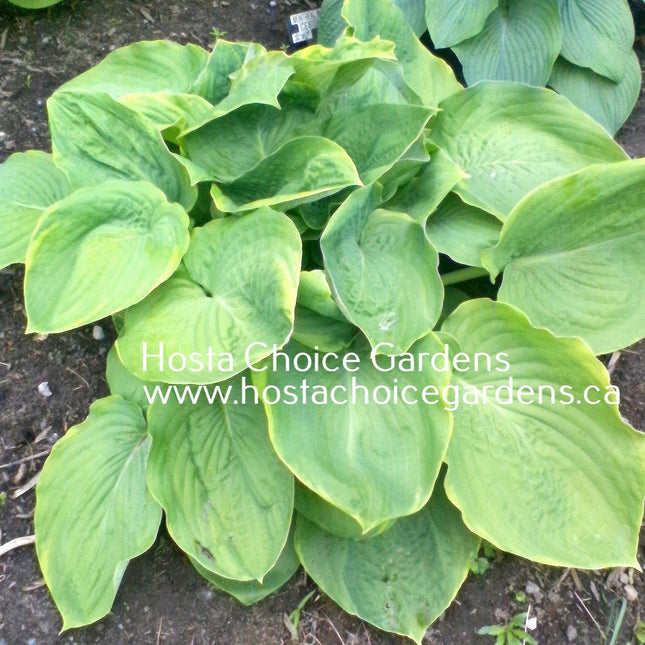 "Hosta 'Sourpuss' displayed in the gardens of Hosta Choice and highlighting its beautiful colouring and clump size."