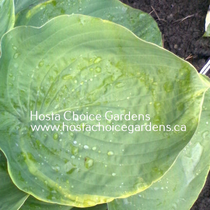 "UP CLOSE AND PERSONAL" is the best way to describe this image of a mature leaf of Hosta 'Sourpuss!"