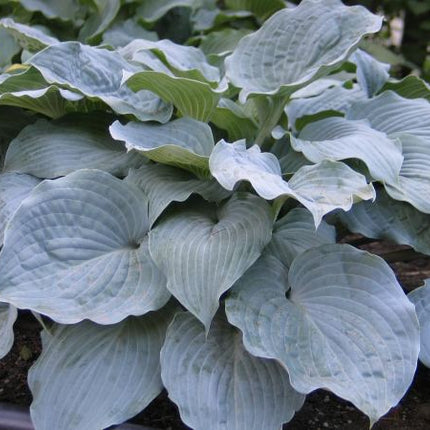 " A close-up of Hosta 'Sterling Medallion' struting frosty blue foliage that is beautifully rippled, cupped and corrugated."