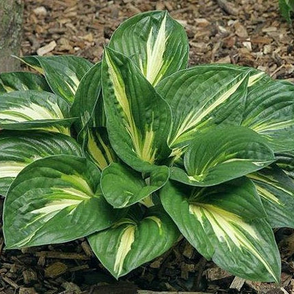 "Hosta 'Sting' displayed in a garden bed and highlighting it's dark green margin and off-white centre."